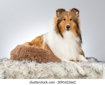 Rough Or Farm Collie Puppy Dog Portrait. Image Taken In A Studio With White Background. Dog Breed Also Known As The Lassie.