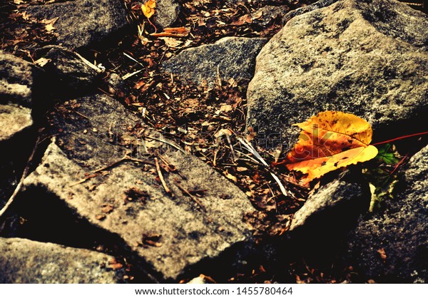 Rough Forest Surface Stock Photo 1455780464 | Shutterstock