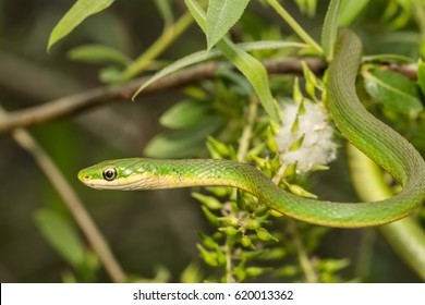 Rough Green Snake