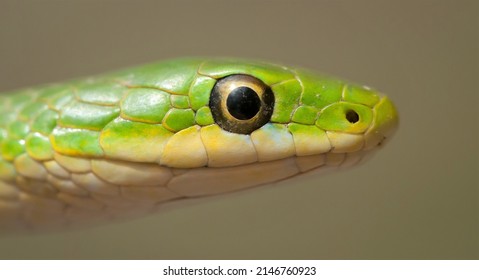 Rough green snake head macro portrait - Powered by Shutterstock