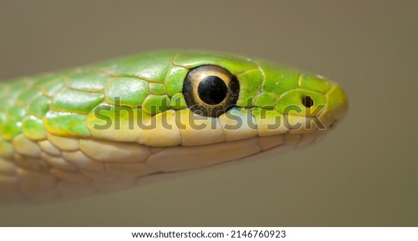 Rough green snake head
macro portrait