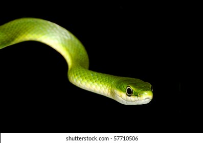 Rough Green Snake Isolated On Black