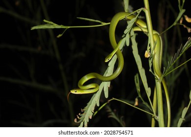 1,110 Night time insects Images, Stock Photos & Vectors | Shutterstock