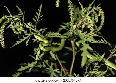1,110 Night time insects Images, Stock Photos & Vectors | Shutterstock