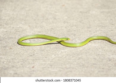 Rough Green Snake On The Trial