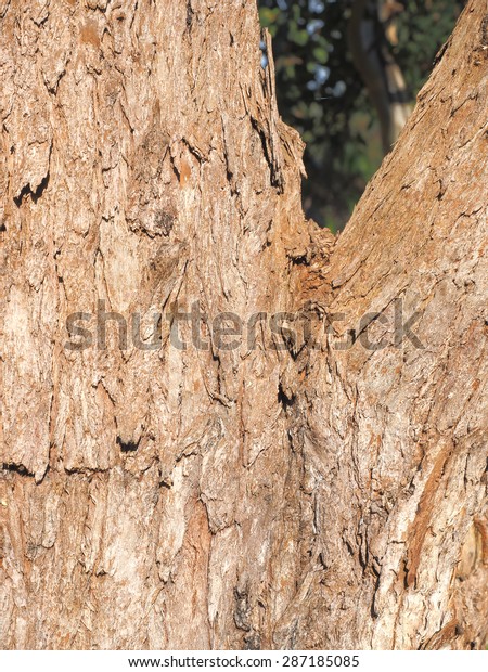 Rough Gum tree bark with branch off in a park,\
Melbourne, Australia    
