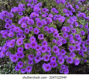 Rough Leaf Aster, Aster novae-angliae, Purple Dome. This beautiful, spherical dwarf variety with its purplish-violet flowers is particularly suitable for the foreground in beds.