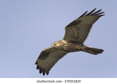 Rough Legged Buzzard Buteo Lagopus In Flight