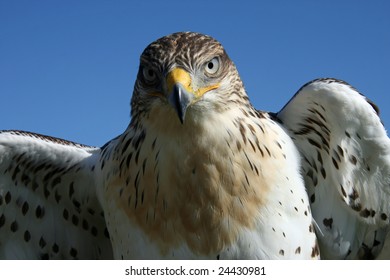 Rough Legged Hawk - Buteo Lagopus