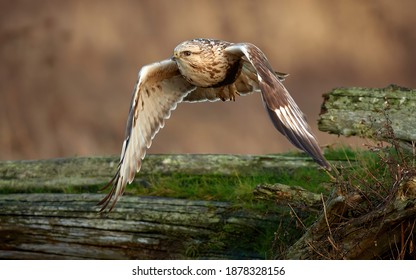 Rough Legged Hawk close up in flight