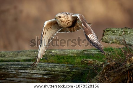 Rough Legged Hawk close up in flight