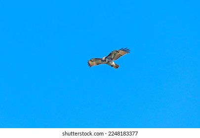 A Rough Legged Hawk Hovering in the Wind at Point Reyes National Seashore in California