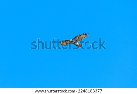 A Rough Legged Hawk Hovering in the Wind at Point Reyes National Seashore in California
