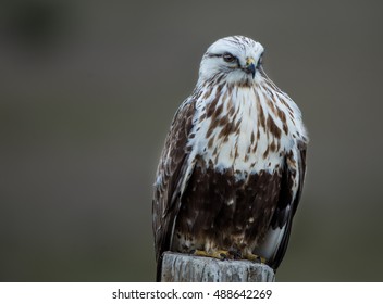 Rough Legged Hawk, Malheur National Wildlife Refuge, Oregon