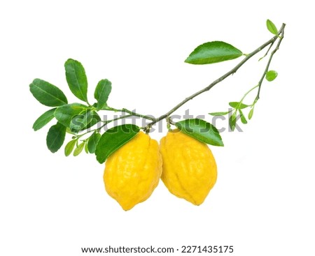 Rough lemon (Tahiti or citrus jambhiri lemon) hang on tree branch with green leaf isolated on white background