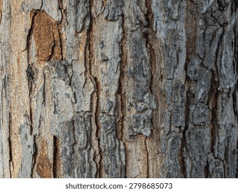 Rough Old Tree Bark Texture Close-Up with Natural Wood Pattern.
