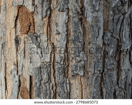 Rough Old Tree Bark Texture Close-Up with Natural Wood Pattern.