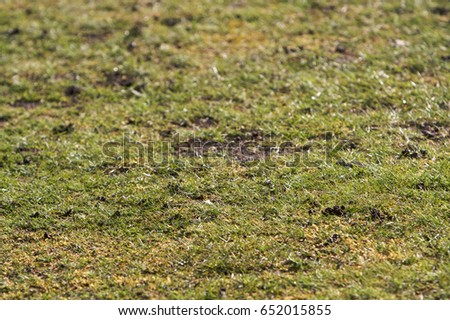 Rough patchy grass