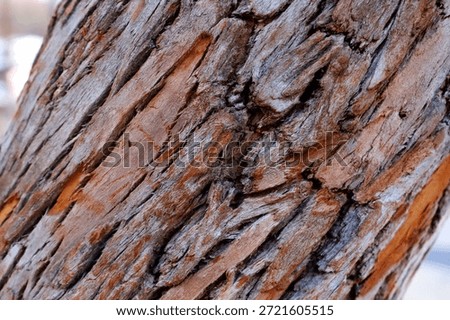 The rough and peeling texture of eucalyptus bark.
