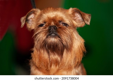 Rough Red Griffon Bruxellois Dog