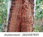 Rough reddish brown tree bark of Bursera simaruba growing in the wild forest