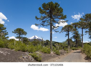 Rough Road Through Monkey Puzzle Trees