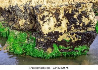 Rough rocks covered by shellfish and green seaweeds. 