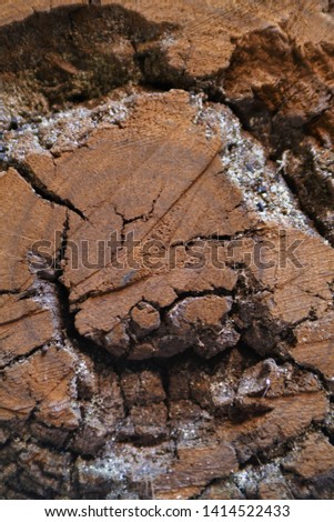 Rough sawn natural timber endgrain
