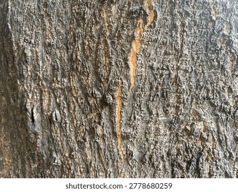 The rough, scaly texture of the pine tree bark is perfect for a background.