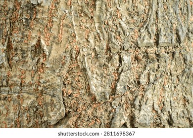 Rough Scaly Tree Bark Texture with Earthy Colors