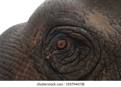 rough skin  and eye of elephant in close up view
