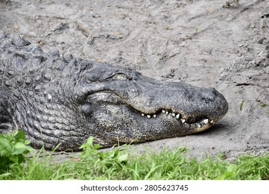 Rough Skinned Sleeping Alligator with Razor Sharp Teeth