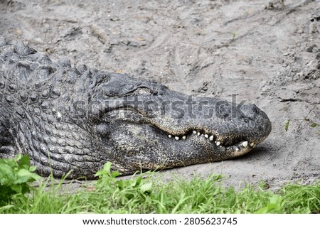 Rough Skinned Sleeping Alligator with Razor Sharp Teeth