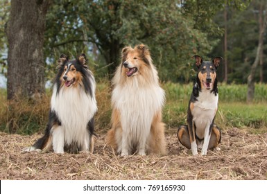 Rough And Smooth Collie