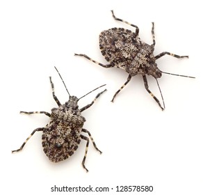 Rough Stink Bugs (Brochymena Arborea)