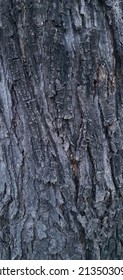 The Rough Surface Background Of Poplar Bark, Embossed Bark Texture Of Old Tree Wood Pattern Detail, Macro Photography. Nature Panoramic Photo Of The Tree Texture Surface Abstract Background, 