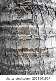 rough surface of coconut tree trunk