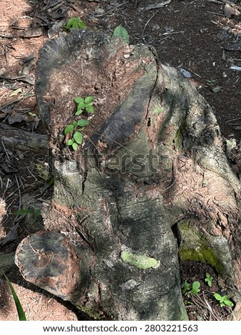 Rough texture of a chopped tree trunk base with wild plants growing on it in the backyard garden