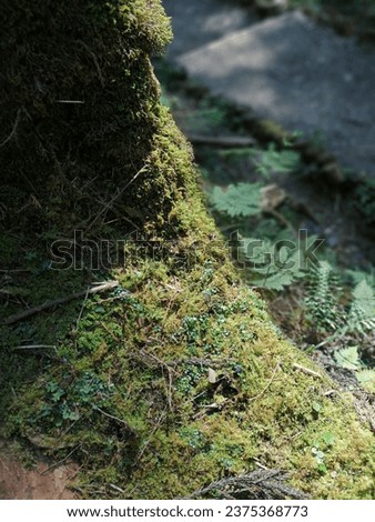 rough texture of tree and moos, green color, constrasts, forest, green moss, sunlight  , shadow, patterns, shapes, bark, natural, nature, beauty of nature, moss covered tree, mossy