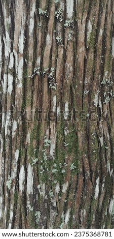 rough texture of tree and moos, green color, constrasts, forest, green moss, sunlight  , shadow, patterns, shapes, bark, natural, nature, beauty of nature, moss covered tree, mossy