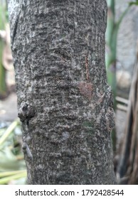 rough texture of tree trunk