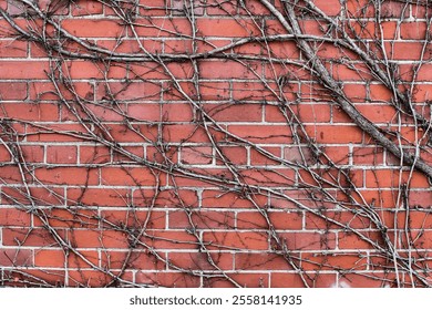 Rough texture of a weather worn exterior brick wall with dried vines growing across its surface. - Powered by Shutterstock