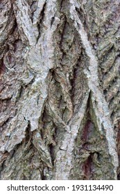 Rough Texture Of A Willow Tree Bark 