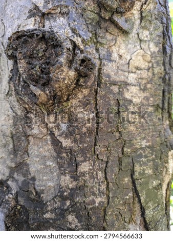  the rough, textured bark of an old tree