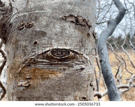 Rough textured bark on a large tree. The surface of the birch tree has a knot in the shape of an eye. The rustic pattern in the tree has ridges and rough groves.