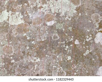Rough textured tree