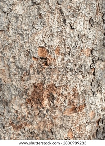 Rough, textured tree bark surface with notable cracks, dents, and brown or reddish patches