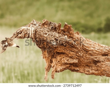 The rough, three-dimensional texture of the tree bark, which clearly shows the traces of time, and the irregular curves stand out.
