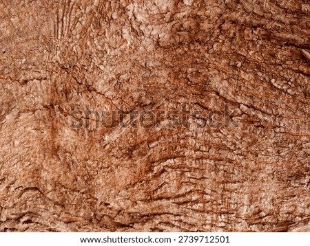 The rough, three-dimensional texture of the tree bark, which clearly shows the traces of time, and the irregular curves stand out.