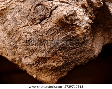 The rough, three-dimensional texture of the tree bark, which clearly shows the traces of time, and the irregular curves stand out.